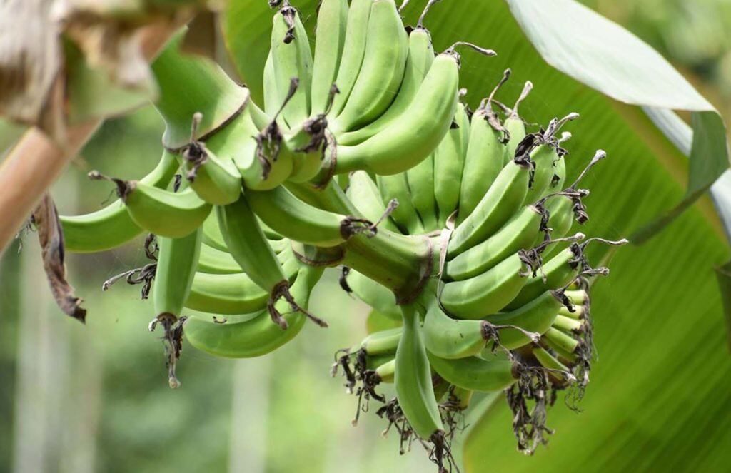 banana