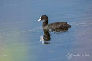 , Home