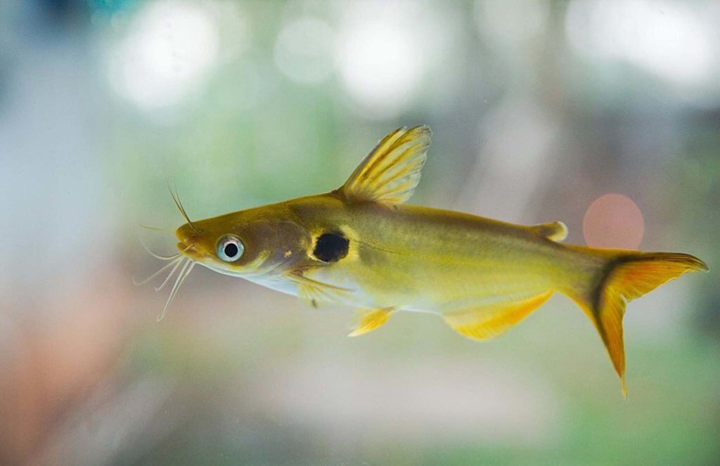 Fish of Kuttanad